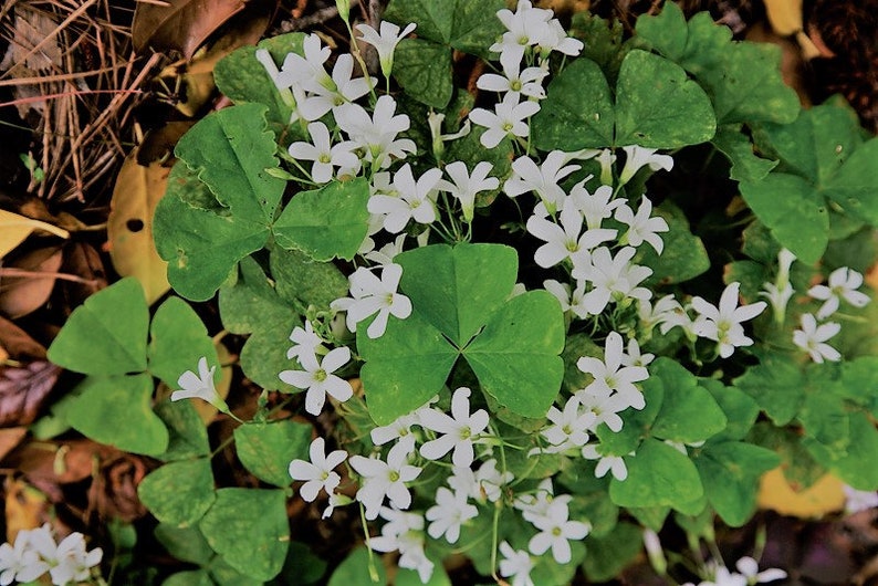 10 Shamrock Oxalis Regnelli bulbs Hardy zones 7-10 outdoor Garden Planting, or Potting Indoor/house plants in lower zones image 2