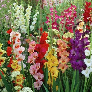 May include: A vibrant garden bed filled with a variety of colorful gladiolus flowers. The flowers are arranged in rows and bloom in shades of red, pink, yellow, white, and purple.