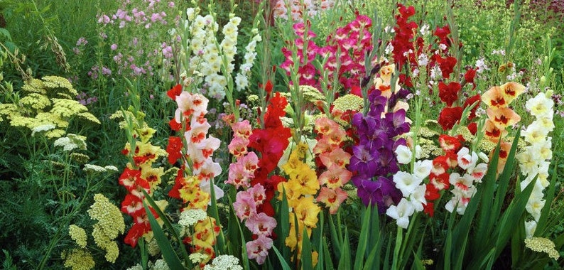 May include: A vibrant garden bed filled with a variety of colorful gladiolus flowers. The flowers are arranged in rows and bloom in shades of red, pink, yellow, white, and purple.