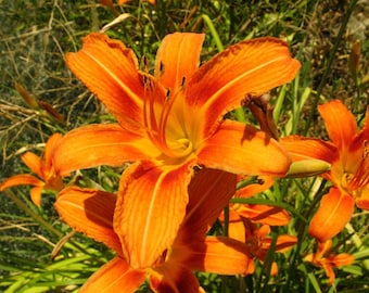10 Wild Orange Day "Ditch" Lily Plants: Pond, Bog, Water Garden