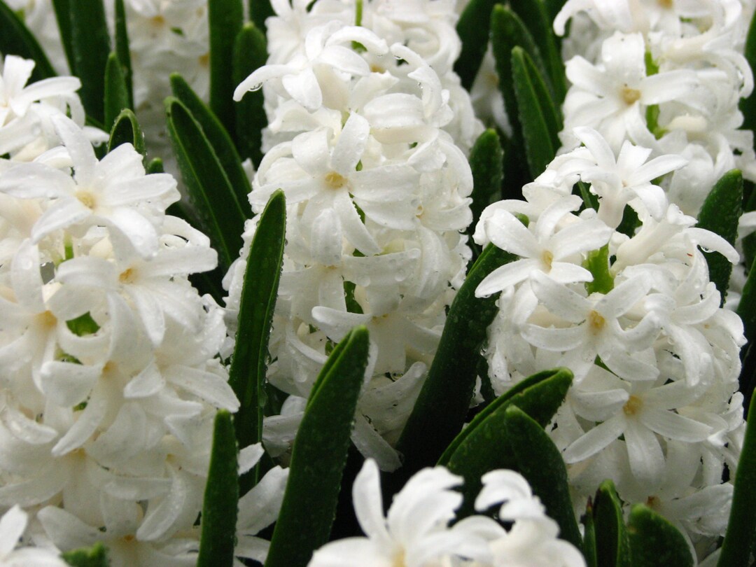 3 Carnegie Highly Fragrant Spicy Scent Bright White Hyacinth Bulbs pre