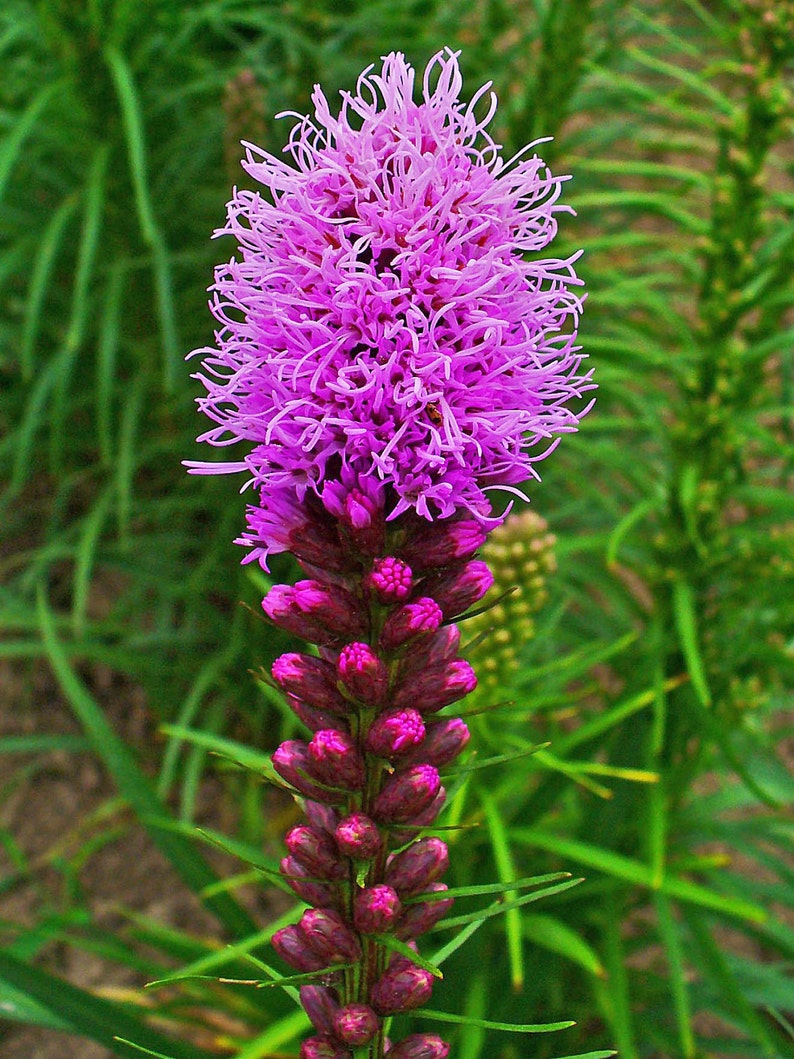 2 Liatris Blazing Star Tall Spiked flowers Wildflower