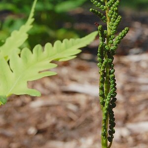 May include: A vibrant green fern fiddlehead stands upright, showcasing a tightly coiled, textured structure with small, bead-like segments along its central stem. The plant displays a bright, fresh green color, highlighting the intricate botanical details.