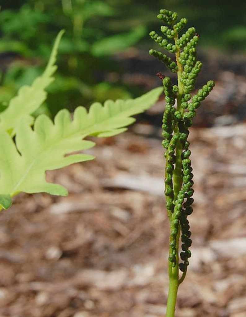 May include: A vibrant green fern fiddlehead stands upright, showcasing a tightly coiled, textured structure with small, bead-like segments along its central stem. The plant displays a bright, fresh green color, highlighting the intricate botanical details.