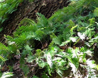 3 "Resurrection Fern" Polypodium polypodioides LIVE AIR PLANTS Wild Native plants vine