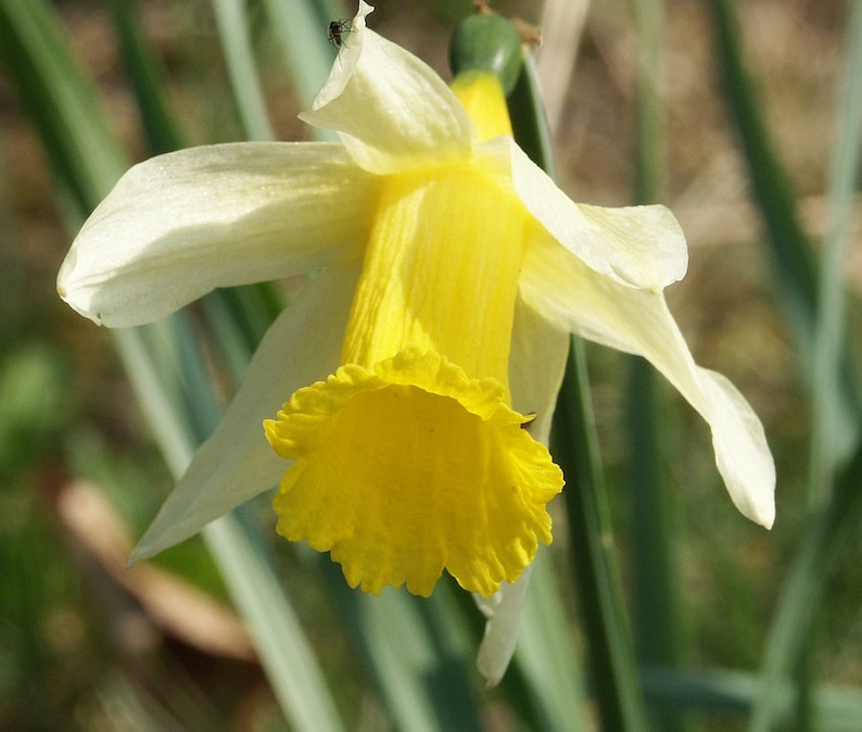 15 Wild Daffodil Bulbs 'lent Lily Narcissus Etsy