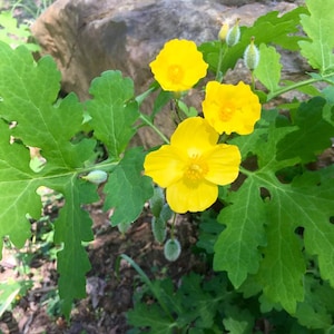 2 Yellow Woodland Poppy Celandine  Stylophorum diphyllum  Woodland Marsh ~Native Hardy~ Bare root