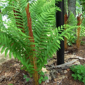 2 Cinnamon Fern Native~WOODLAND GARDEN