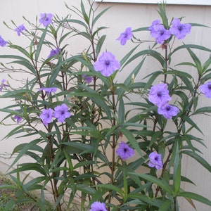 5 Purple Mexican petunia Attracts: Butterflies   ***live plants