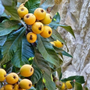 3 Loquat Seedlings (Eriobotrya japonica) Japanese plum~Edible Fruit~ baby/starter/tree