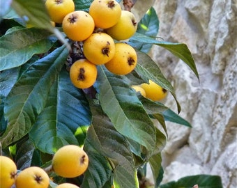 2 Loquat Seedlings (Eriobotrya japonica) Japanese plum~Edible Fruit~ baby/starter/tree