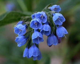 2 Virginia bluebells~Shade loving perennial~Woodland Gardens~Winter Hardy~Ground Cover~live bare root plant
