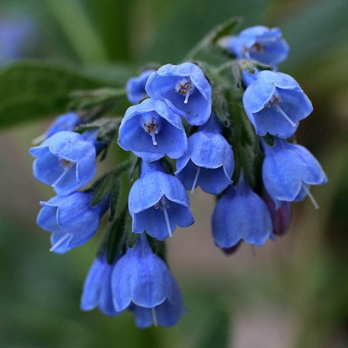 2 Virginia bluebells~Shade loving perennial~Woodland Gardens~Winter Hardy~Ground Cover~live bare root plant