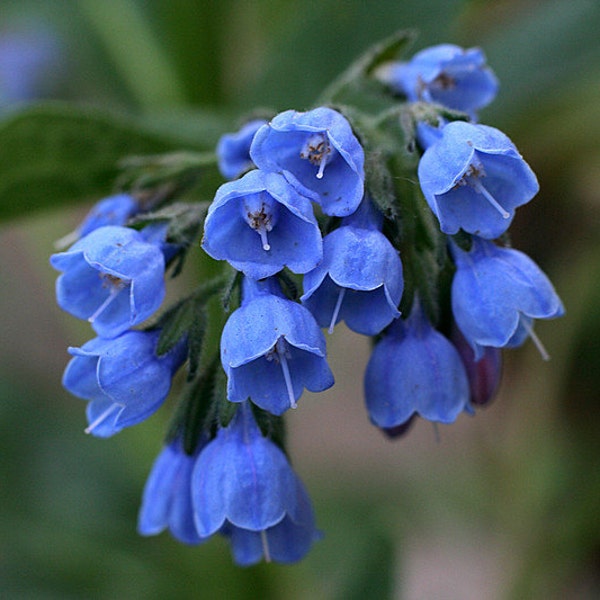 2 Virginia Bluebells Bare Root Plant: Shade-Loving Perennial