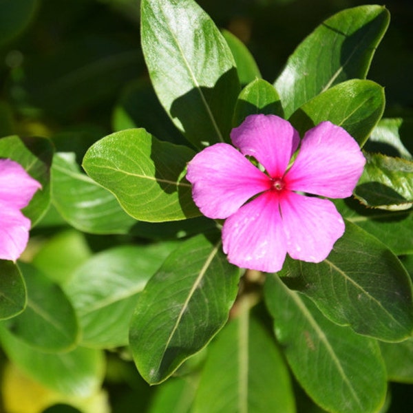 2 Catharanthus Roseus SEEDLINGS  (aka. Madagascar or Rose Periwinkle, Old Maid)~live plants, shipped bare-root