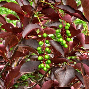 1 Prunus virginiana &#39;Canada Red&#39; Choke Cherry Tree SEEDLING/SAPLING- Attracts Birds Butterflies Pollinators, Make Jellies & Wine!