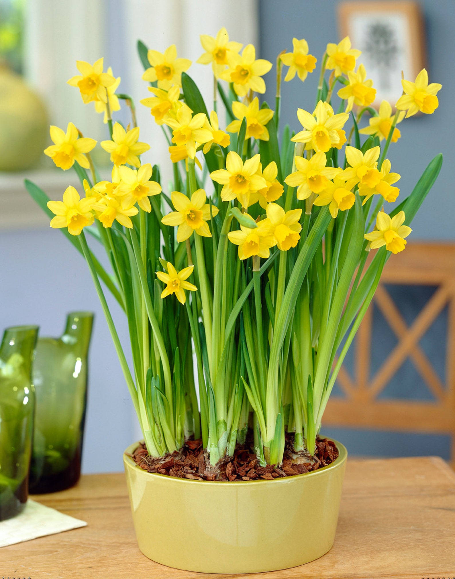 Bulbs15 Bulbs Miniature Daffodils Mini Rock Gardens ready Etsy