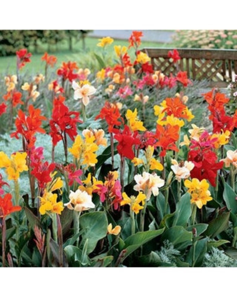 2 Canna Lily Mixed color Fancy collection LARGE PREMIUM roots Etsy