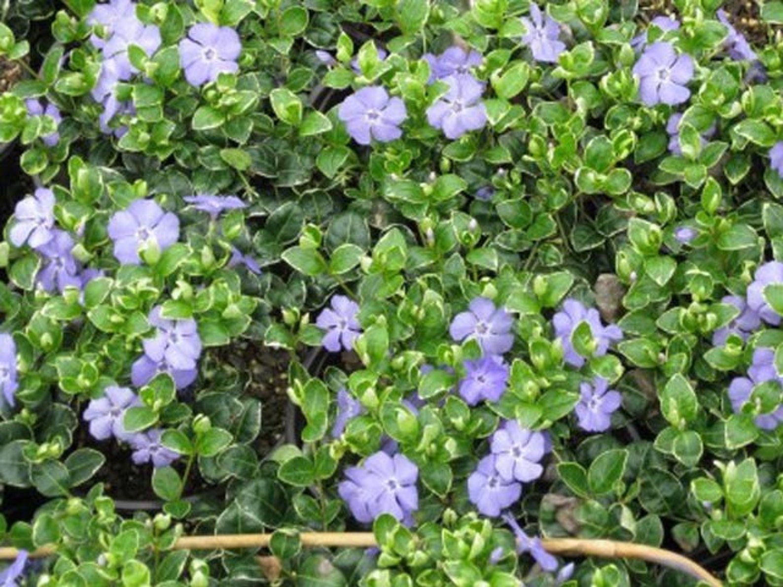Perennial Vinca Vine 50 Live Plants/rooted cuttings Etsy