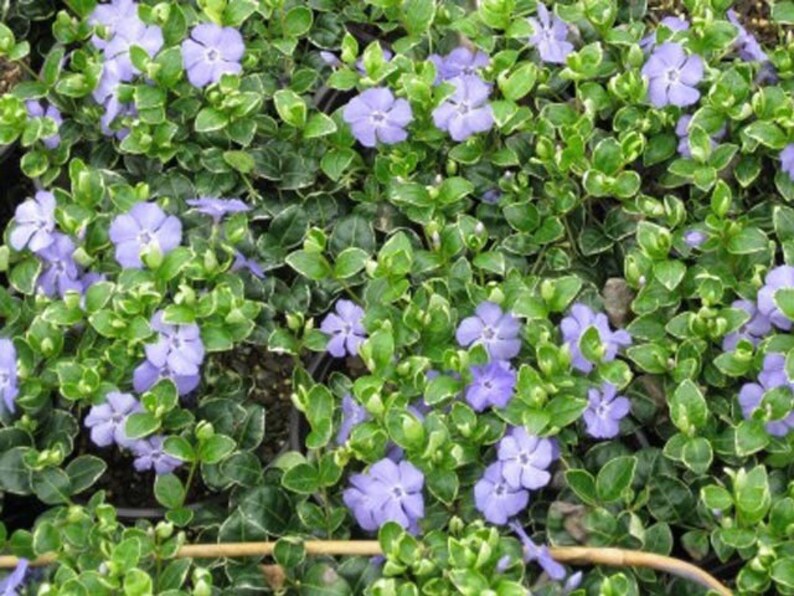Perennial Vinca Vine 50 Live Plants/rooted cuttings Etsy
