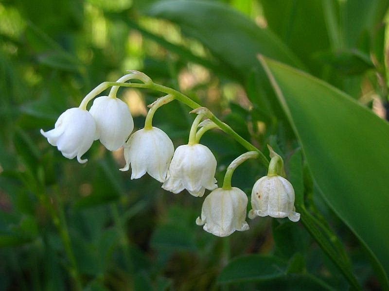 4 Mini Lily of the Valley Plants: Winter Hardy Perennial Shade