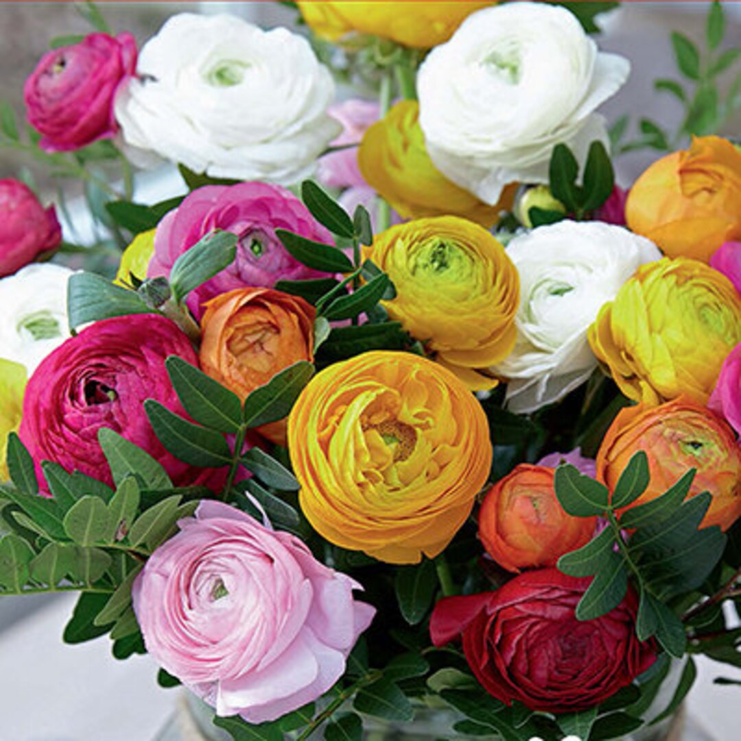 5 Ranunculus Bulbs claws,mixed Colors, Great Cut Flowers Zone 810 Etsy
