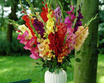 5 Giant Gladiolus  Mixed color Collection  Bulbs/Corms