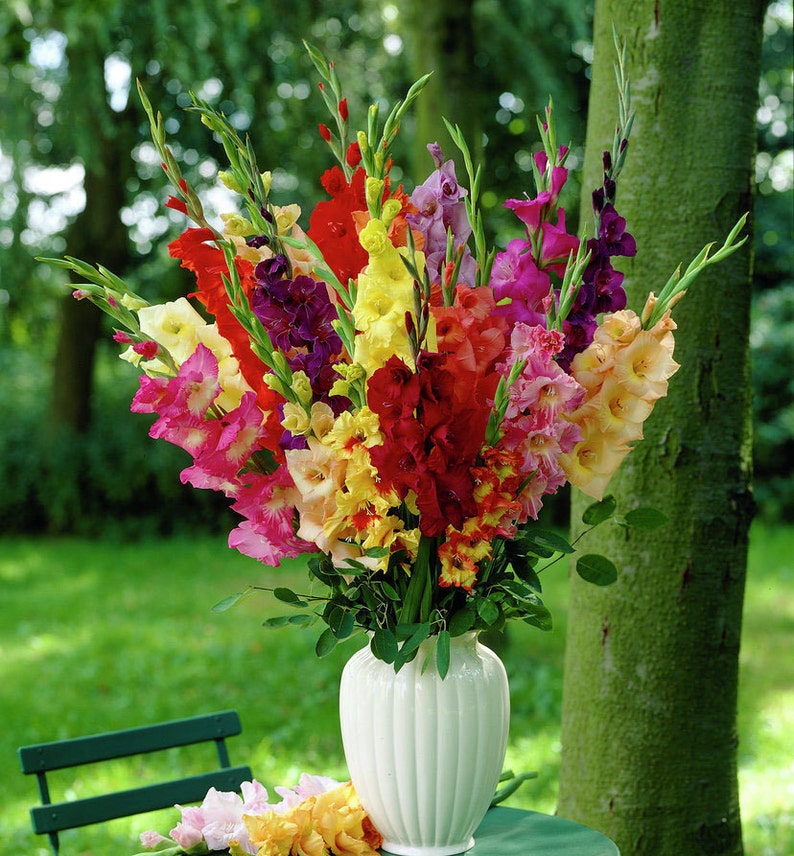 May include: A bouquet of colorful gladiolus flowers in a white vase. The flowers are arranged in a variety of colors, including pink, red, yellow, orange, and purple.