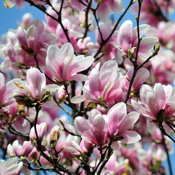 1 platillo Magnolia plántula/retoño floración arbusto - Etsy México
