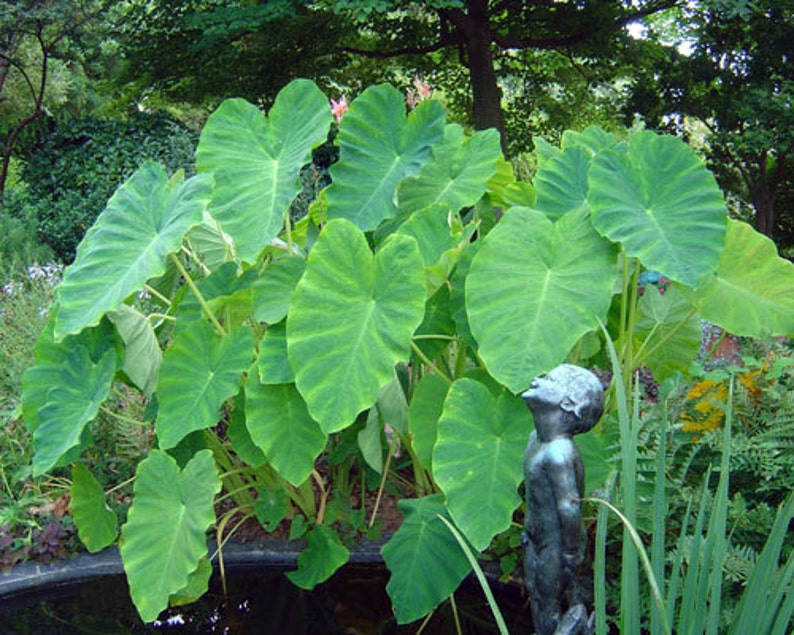 1 Elephant Ears Colocasias Tal Growing 48 Bulbs/tubers Etsy