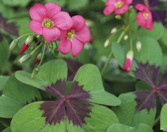 shamrock clover.200.jpg