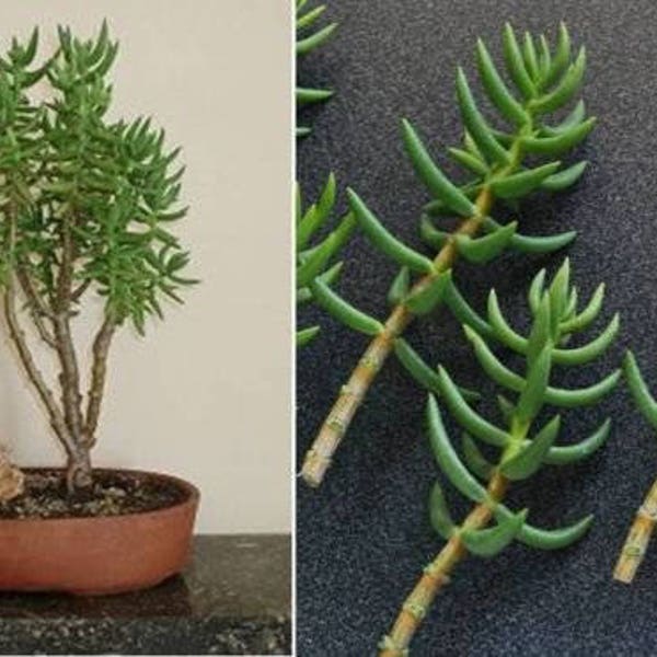 Miniature Pine Tree - Crassula tetragona Succulent Choice-Leaf/Rosette cutting, Pre-wired rosette, or rooted live plant.
