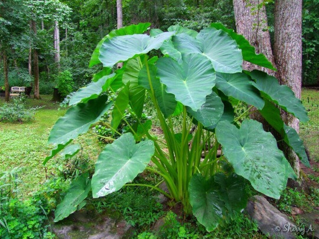 1 Elephant Ears Colocasias Tal Growing 48 Bulbs/tubers Etsy