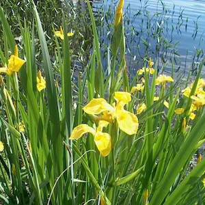 May include: A cluster of vibrant yellow iris flowers with long, slender green leaves growing along the edge of a body of water. The bright yellow petals are fully bloomed, while some buds remain closed, all set against a backdrop of blue water.