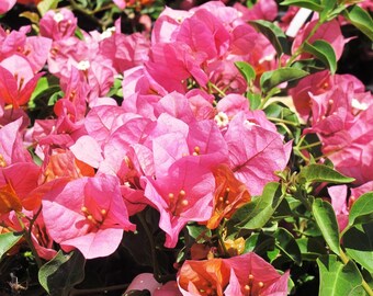 Bougainvillea 'Rosenka'  Gold Orange to Rosey Red Pink UNROOTED 4-8" Cuttings Bush/shrub easy to root