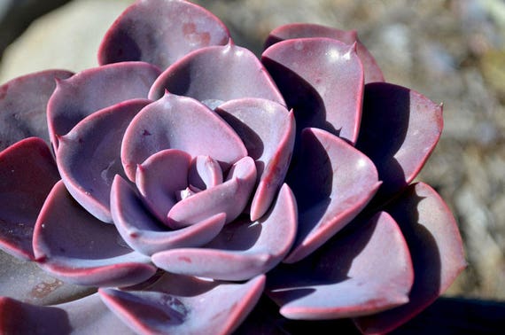 Echeveria Dusty Rose Succulent Choice Leaf Rosette Etsy Hong Kong
