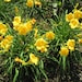 see more listings in the Perennials section