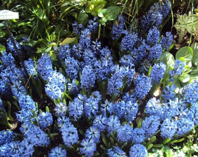 3 'delft Blue' Highly Fragrant Periwinkle Blue Hyacinth Bulbs pre