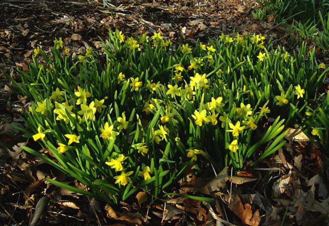 Bulbs15 Bulbs Miniature Daffodils Mini Rock Gardens ready Etsy