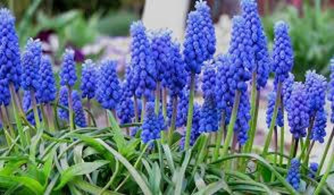 5 Blue Muscari Bulbs grape Hyacinth pre Chilled for Indoor Etsy