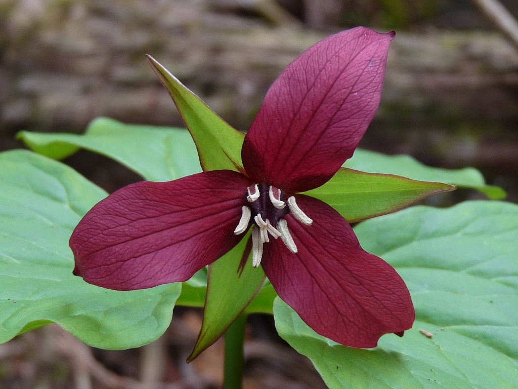 優れた品質 TRILLIUM RED Woodland Wild 4 Native Bulbs Plant~spring ライト・ランタン