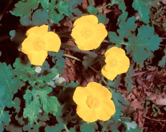 4 Yellow Woodland Poppy Celandine  Stylophorum diphyllum  Woodland Marsh ~Native Hardy~ Bare root