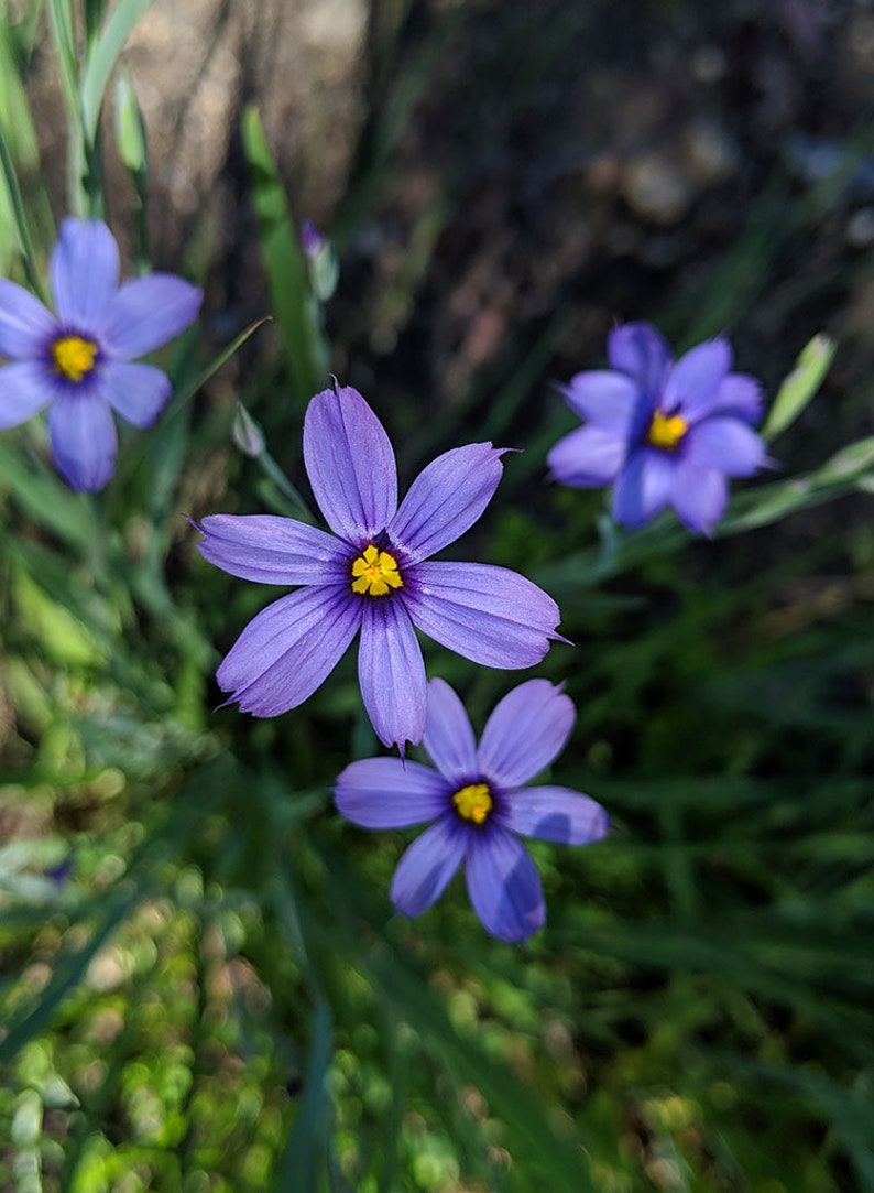 WetNWildGardens Eastern Blue-Eyed Grass - Thumbnail 5