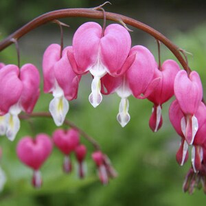 3 Calsic pink Bleeding heart bush BARE ROOT~Shade/woodland Garden ~Winter Hardy Perennial~Spring Planting
