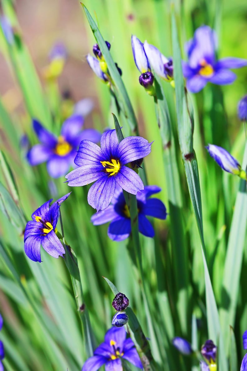 WetNWildGardens Eastern Blue-Eyed Grass - Thumbnail 2