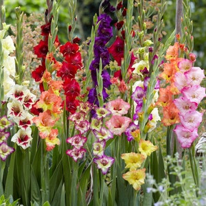 May include: A close-up of a variety of gladiolus flowers in bloom. The flowers are in shades of pink, red, orange, yellow, and purple. The flowers are arranged in a bouquet and are in full bloom.