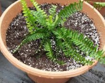 2 Kimberly Queen aka Sword Fern- Ground cover/Hanging baskets in zones 9-11 Houseplant/annual zones 3-8