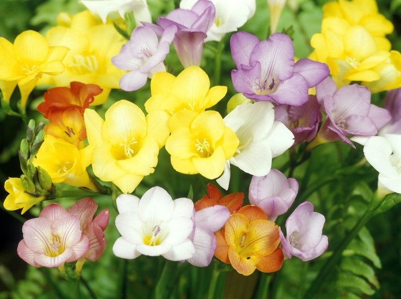 15 Freesia Bulbs Single Mix Mixed BRIGHT Color Collection Etsy