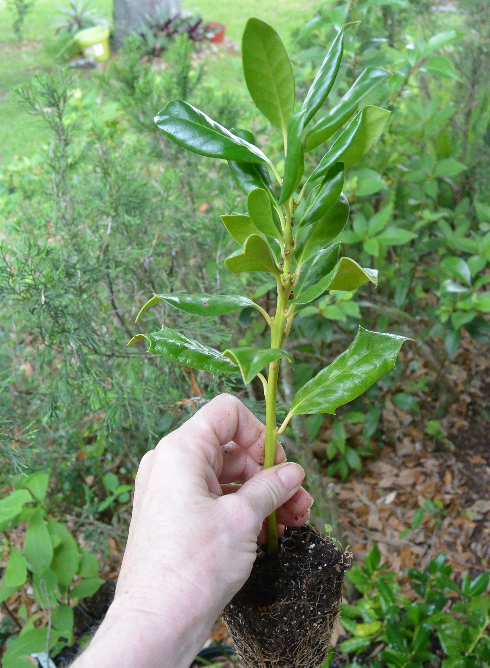 1 Nellie Stevens Holly Seedling/sapling Privacy Hedge Bush Etsy