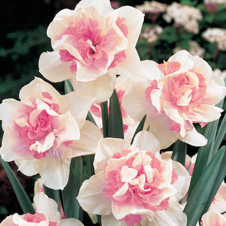 10 PINK Double Replete Daffodil Ready for FALL PLANTING Etsy